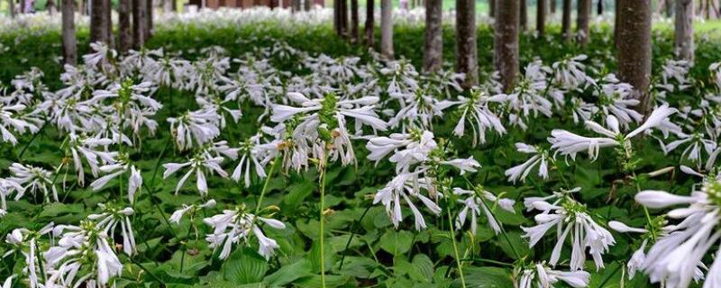 玉簪花怎樣種植