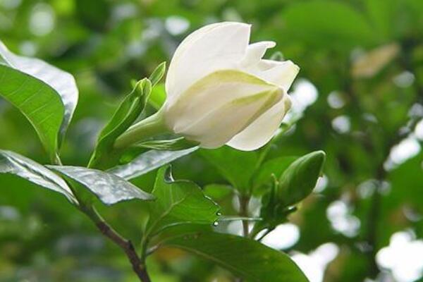 梔子花和狗牙花的區別