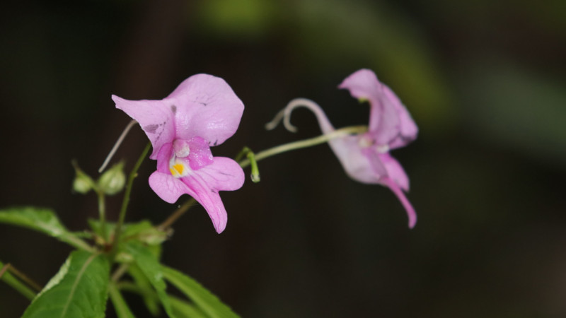 鳳仙花可以放室內嗎