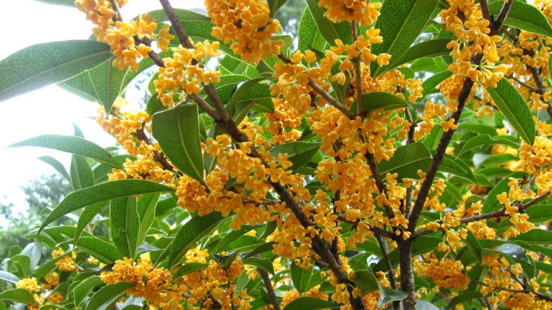 桂花樹怎麼養才長得好