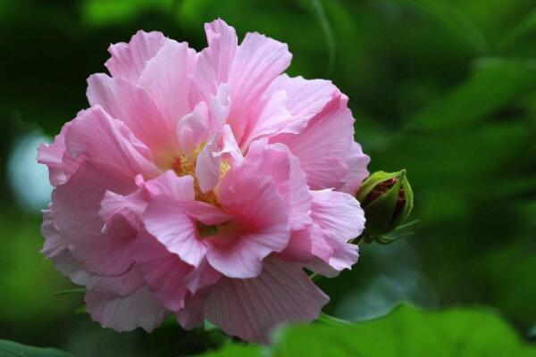 芙蓉花什麼時間剪葉子