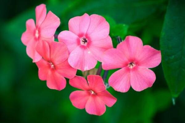 飄香藤不開花什麼原因