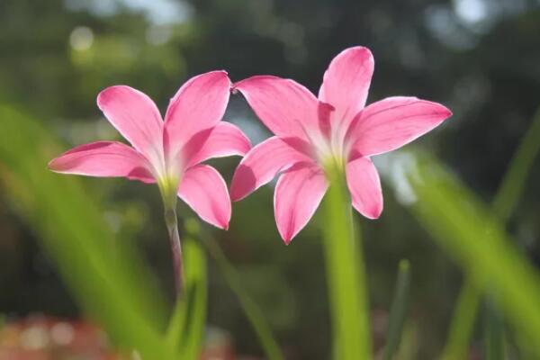 風雨蘭不開花是什麼原因