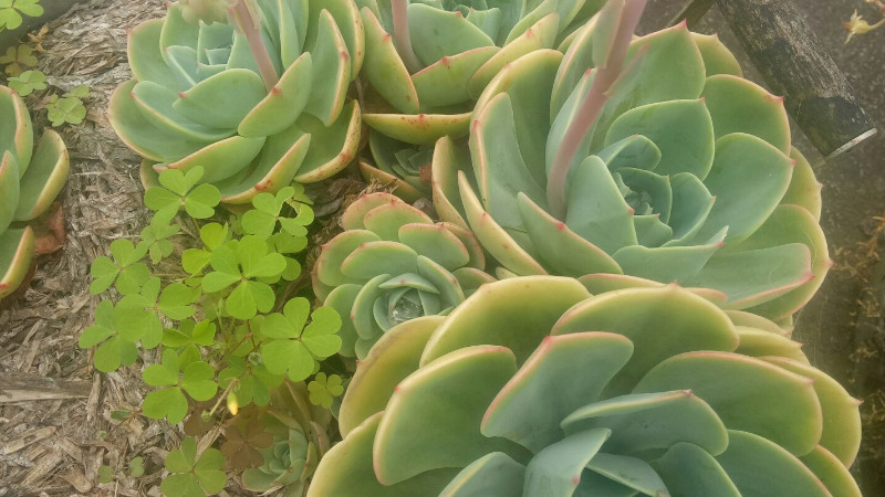 厚臉皮植物怎麼養