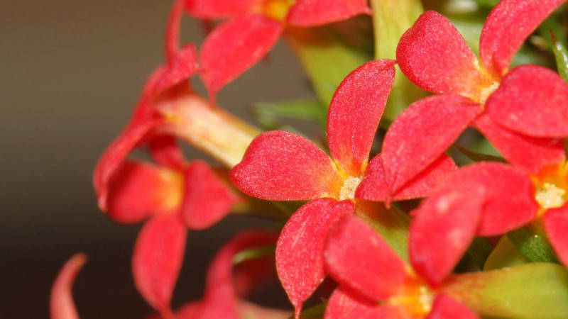 長壽花長蟲子怎麼辦