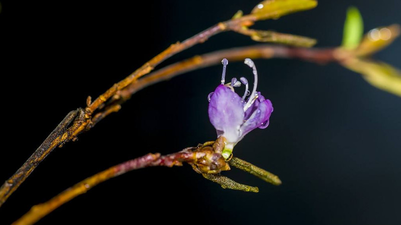 幹杜鵑花樹枝能養多久