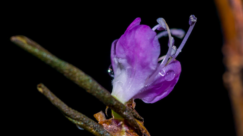 怎樣泡幹枝杜鵑才能開花