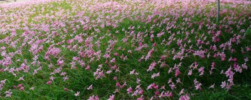 韭蘭一年開幾次花