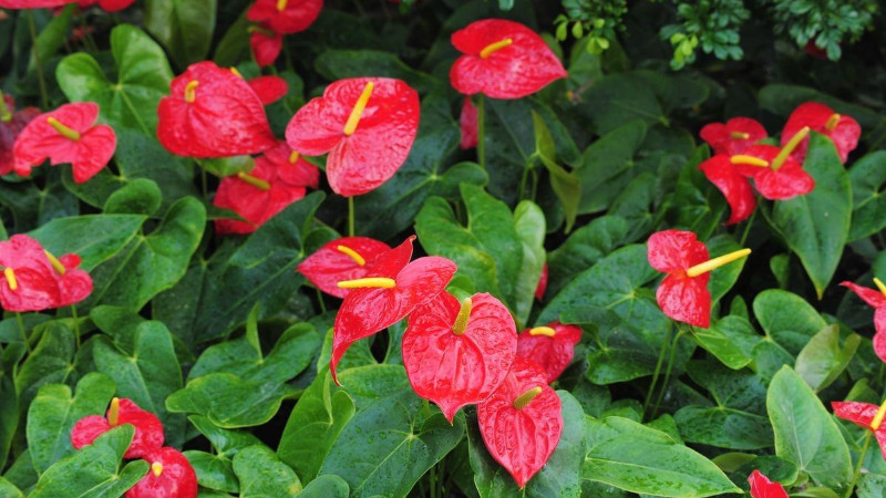 花燭怎麼養