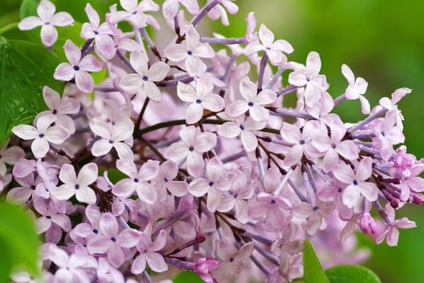 為什麼丁香花叫狗牙花