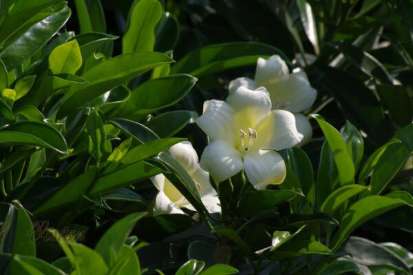 如何讓非洲茉莉開花