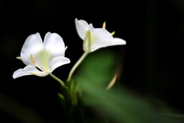 薑花怎麼水養