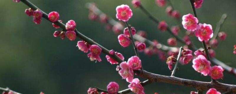 梅花幹枯後怎麼救活