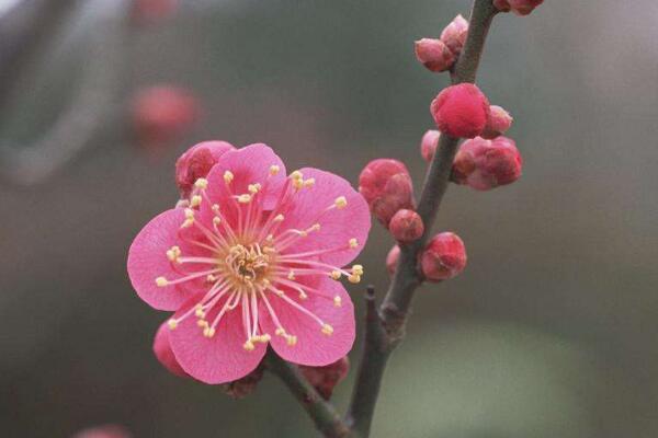 梅花幹枯後怎麼救活