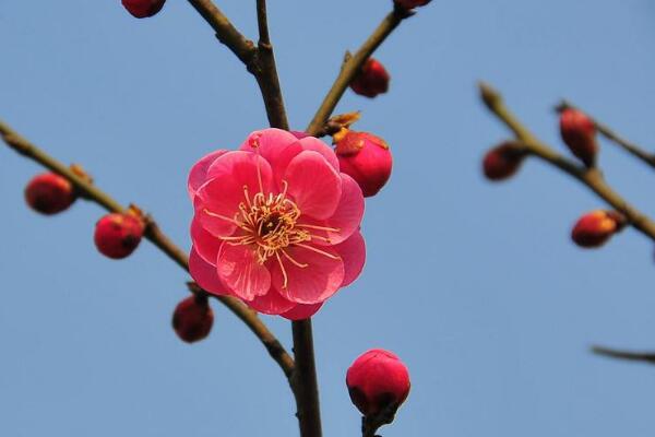 梅花幹枯後怎麼救活