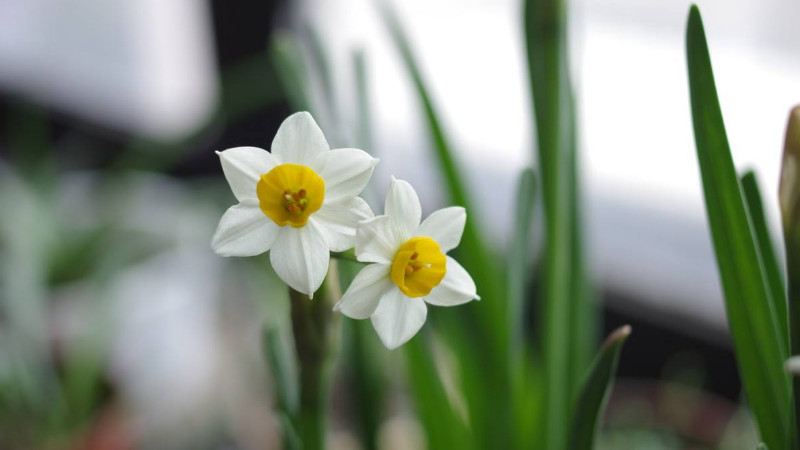 水仙花什麼時候開花