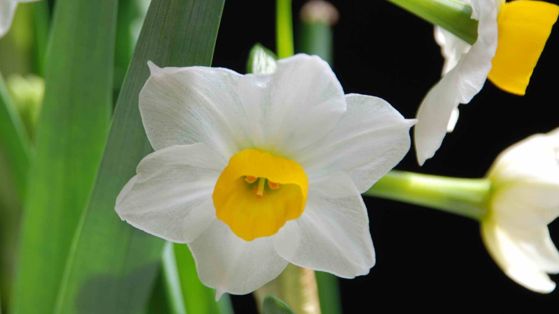 水仙開完花後怎麼保存