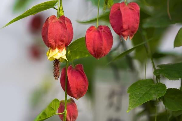 燈籠花葉子幹枯怎麼救