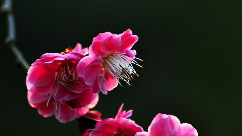 送梅花代表什麼意思