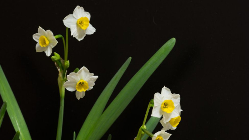 水仙花開過後怎麼處理