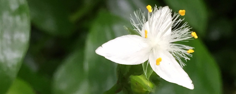 白花紫露草水養方法