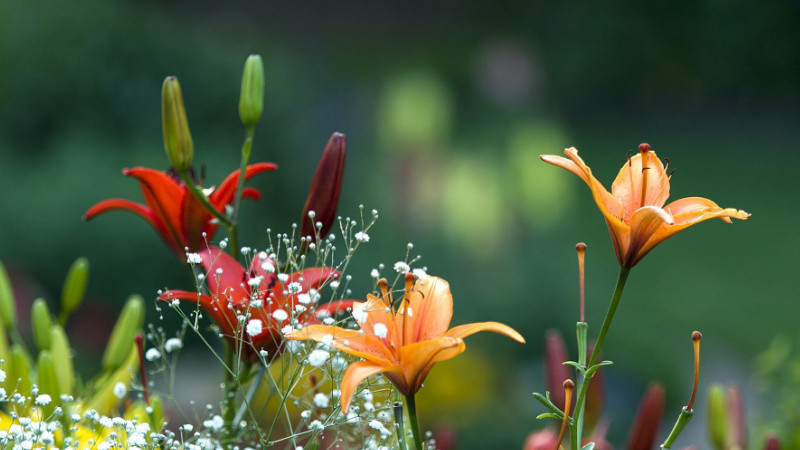 盆栽百合花怎麼養