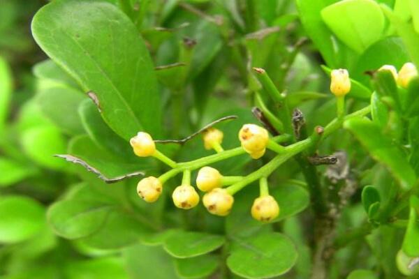 米蘭花怎麼判斷死了