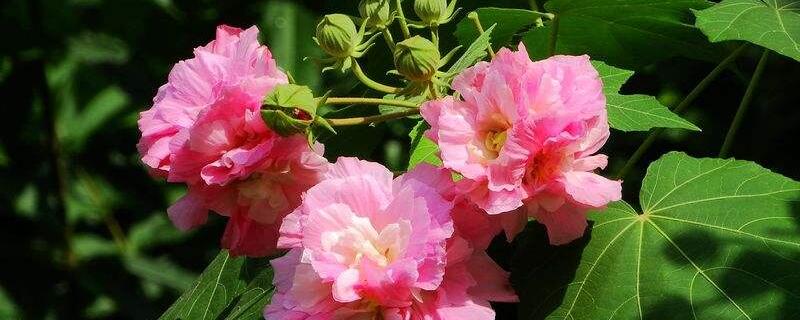 木本芙蓉花的養殖方法