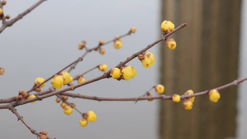 臘梅怎麼扡插