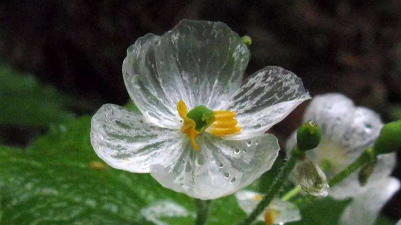 骷髏花花語