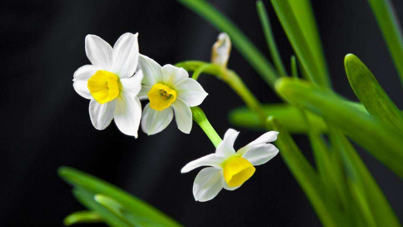 水仙花黃葉怎麼處理