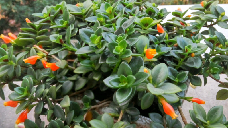 金魚吊蘭怎麼養才開花