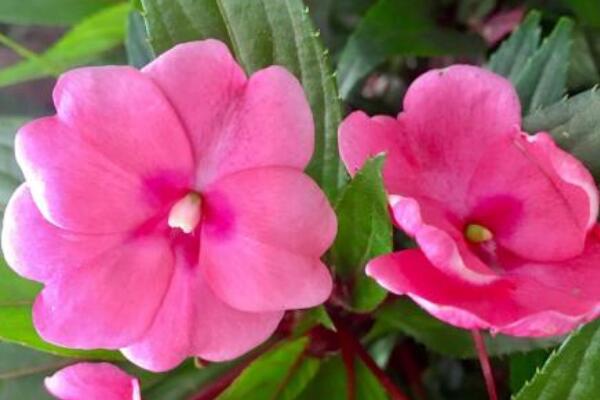 鳳仙花葉子卷邊幹枯