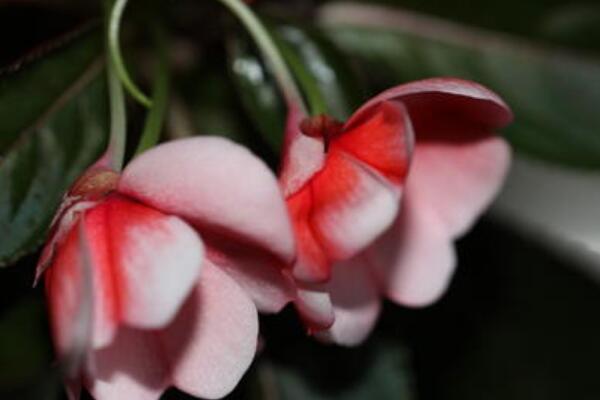 鳳仙花葉子卷邊幹枯