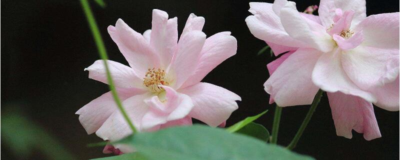 木芙蓉和醉芙蓉的區別