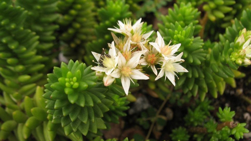 白花小鬆怎麼養