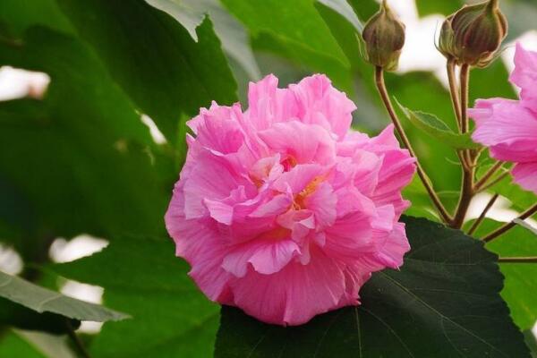 水培芙蓉花的養殖方法