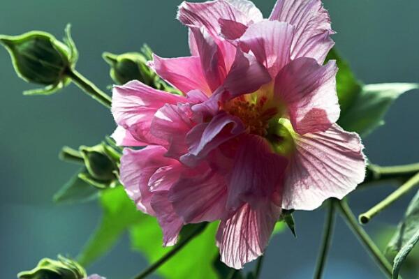 醉芙蓉好養嗎