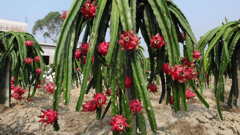 火龍果樹怎麼種植