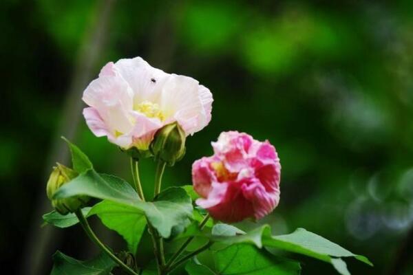 草本芙蓉花怎麼養栽培