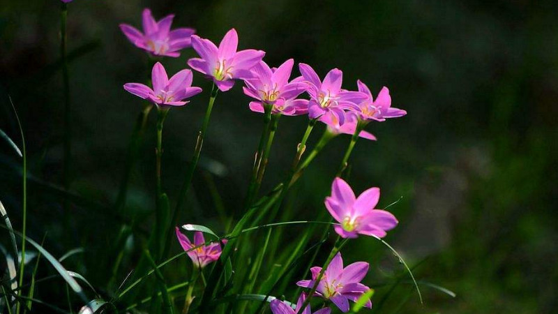 風雨蘭開花有毒嗎