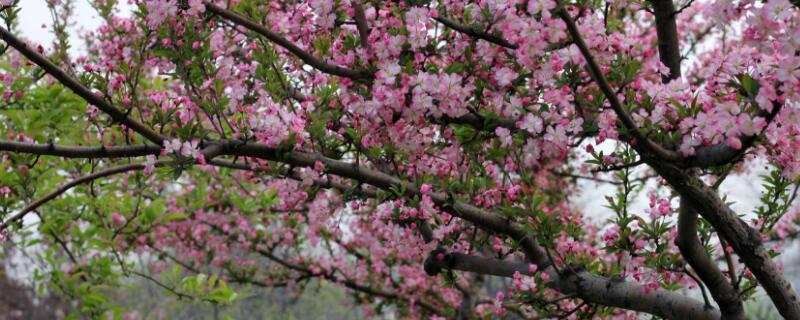 垂絲海棠不開花怎麼辦