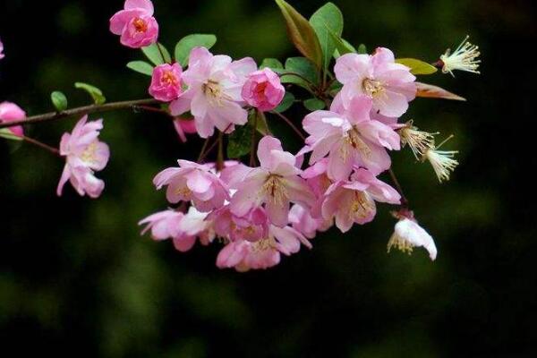 垂絲海棠不開花怎麼辦