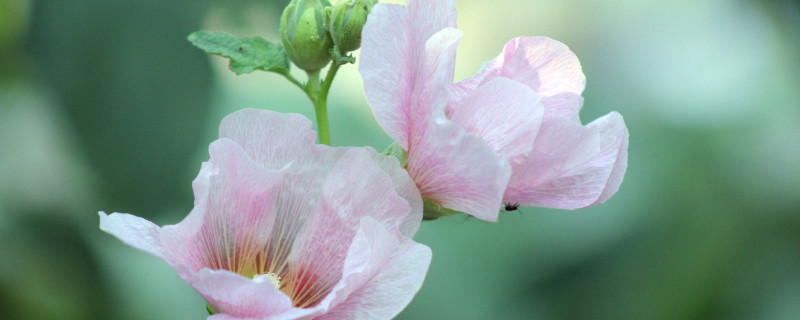 芙蓉花什麼時候打頂