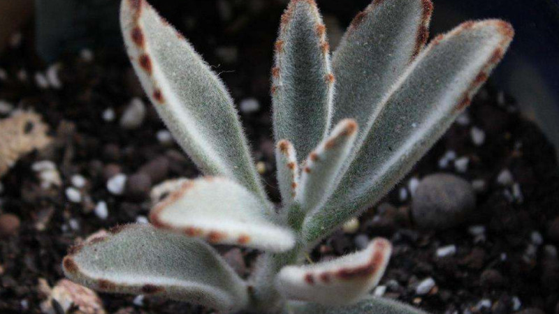 黑兔耳多肉植物怎麼養