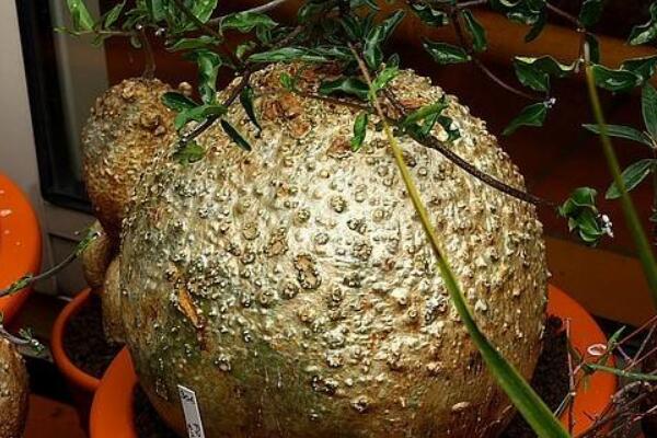 火星人植物養殖方法