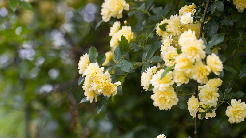 木香花花語