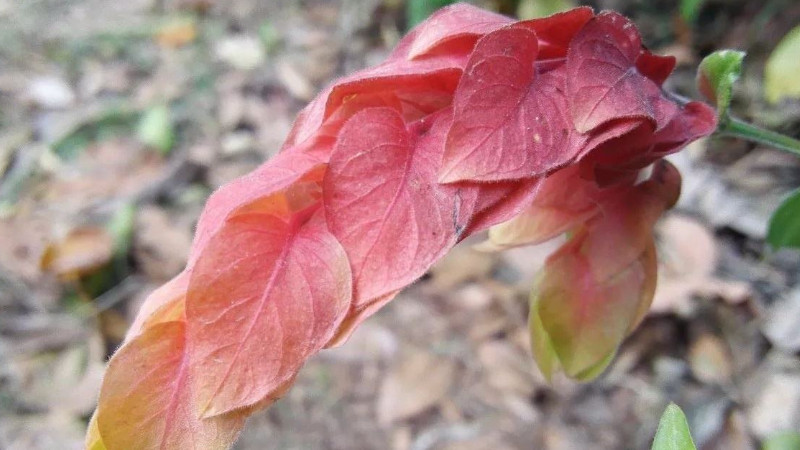 蝦衣花葉子為什麼卷