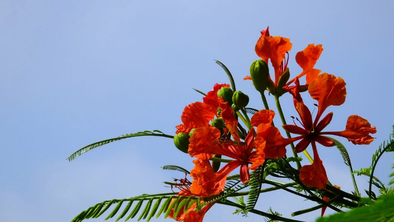 鳳凰花怎麼養