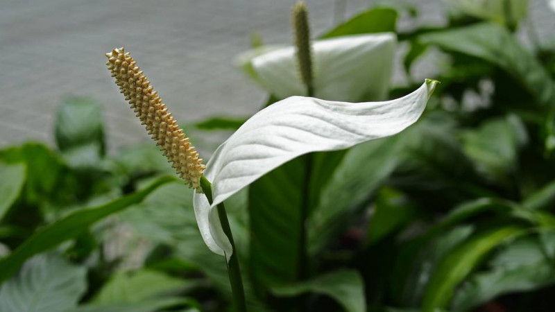 白鶴芋怎麼澆水